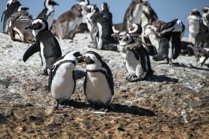Half Day Boulders Penguins and Cape Point Small Group Tour - Cape of Good Hope Nature Reserve: Fynbos, Birds, and Safety Rules