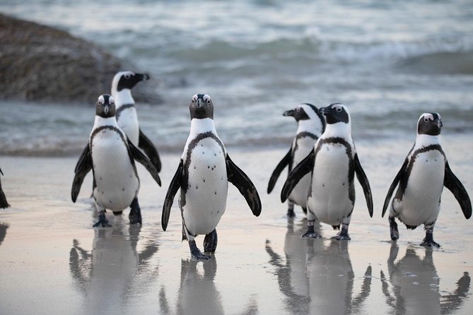 Half Day Boulders Penguins and Cape Point Small Group Tour - Old Cape Point Lighthouse and the Two Ocean Currents