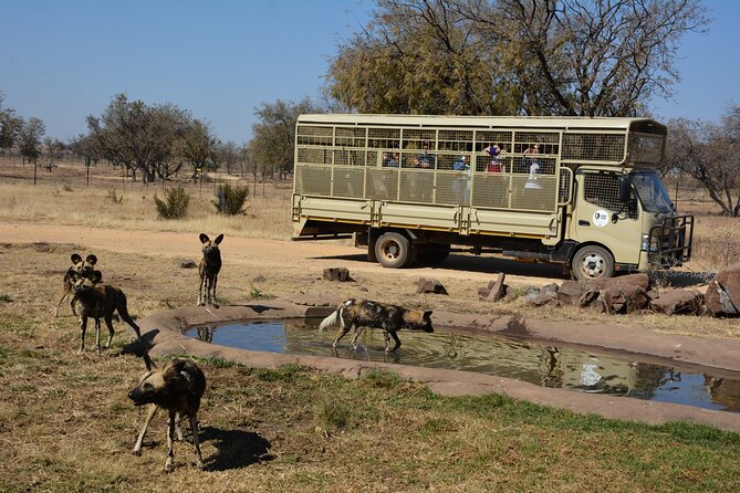 Half Day Lion Park tour from Johannesburg or Pretoria - Main Centre Time: Lions, Cubs, and the Slower Part of the Safari