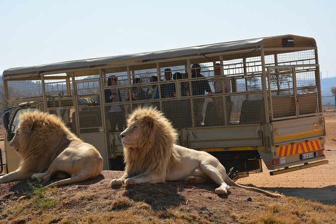 Half Day Lion Park tour from Johannesburg or Pretoria - Price and Value: What $100.65 Buys in a Half Day