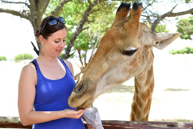 Half Day Lion Park tour from Johannesburg or Pretoria - Enclosures and Ethics: How to Set Your Expectations