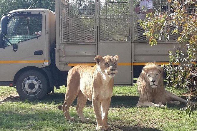 Half Day Lion Park tour from Johannesburg or Pretoria - The Schedule: How a 5-Hour Day Gets You Wildlife Time