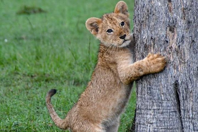 Half-Day Nairobi National Park Safari from Nairobi with Free Pickup - Entering Nairobi National Park: Big Wildlife Close to Home