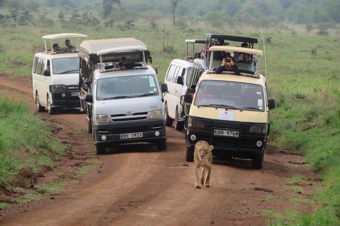 Half-Day Nairobi National Park Safari from Nairobi with Free Pickup - What the Half-Day Safari Actually Does in the Park