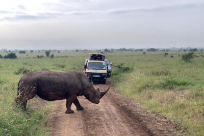 Half-Day Nairobi National Park Safari from Nairobi with Free Pickup - Your Open-Roof 4x4 Van: Great Views, Some Comfort Trade-Offs