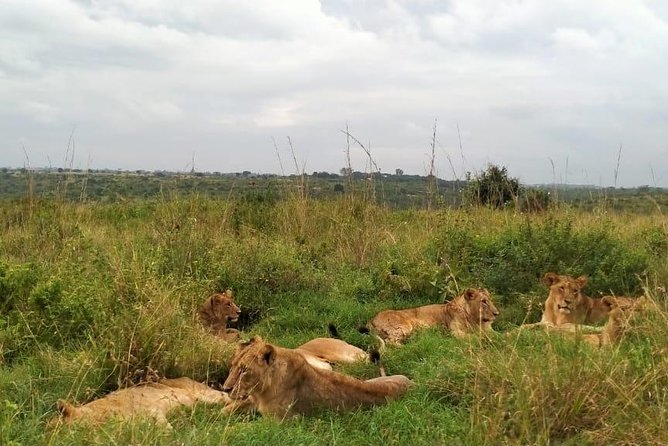 Half-Day Nairobi National Park Safari from Nairobi with Free Pickup - The Star Ingredient: Guides Who Spot Animals Fast