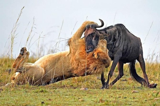 Half-Day Nairobi National Park Safari from Nairobi with Free Pickup - Admission Fees and Any Extra Costs That May Surprise You