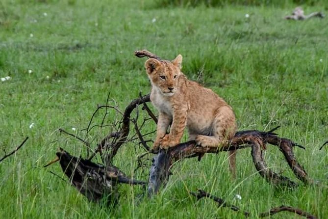 Half-Day Nairobi National Park Safari from Nairobi with Free Pickup - Best Time to Go: Your Lion Odds Improve Early