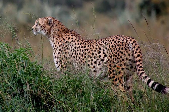 Half-Day Nairobi National Park Safari from Nairobi with Free Pickup - Who This Safari Fits Best (and Who Should Skip It)