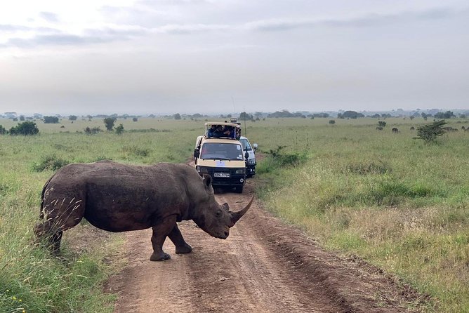Half-Day Nairobi National Park Safari from Nairobi with Free Pickup - Your Open-Roof 4x4 Van: Great Views, Some Comfort Trade-Offs