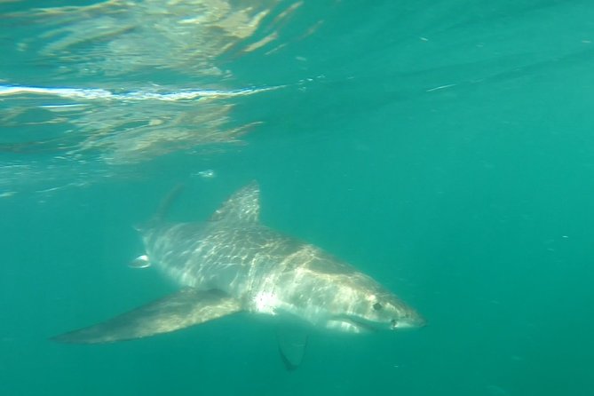 Half-Day White Shark Cage Diving from Gansbaai - Why Gansbaai is such a serious place for great whites