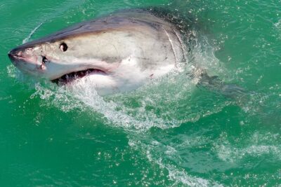 Half-Day White Shark Cage Diving from Gansbaai - What you’re actually paying for: the 20-minute cage session