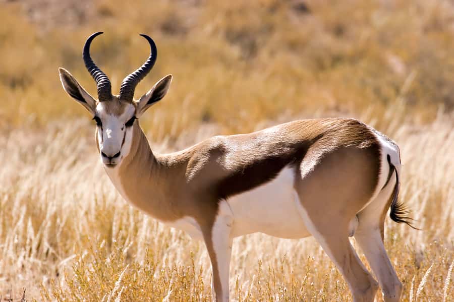 Hartbeespoort: Predator Safari with a Guide - Key highlights you should care about