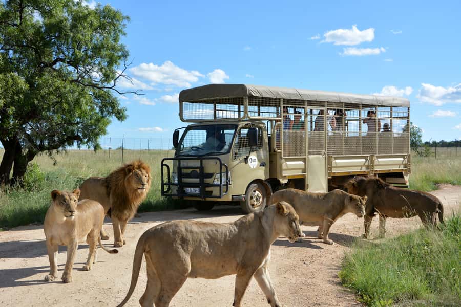 Hartbeespoort: Predator Safari with a Guide - Hartbeespoort Predator Safari: what makes it work
