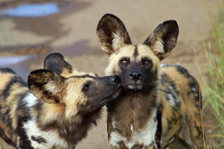 Hartbeespoort: Predator Safari with a Guide - The safari truck drive: spotting lions, wild dogs, and cheetahs