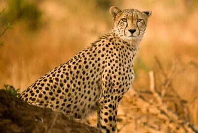 Hartbeespoort: Predator Safari with a Guide - Meeting at Lion & Safari Park: where the safari starts