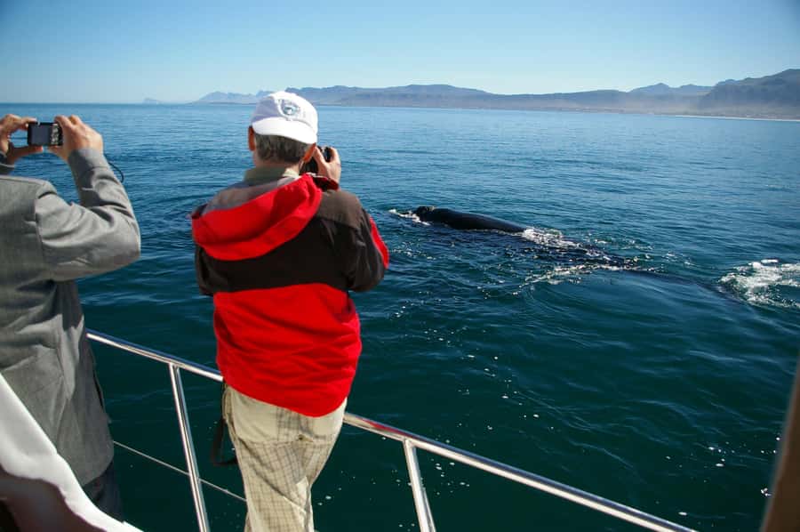 Hermanus: Whale and Dolphin Watching Boat Trip - Why This Hermanus Whale Cruise Feels So Worth It