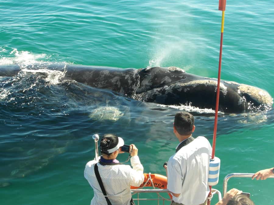 Hermanus: Whale and Dolphin Watching Boat Trip - Entering the Southern Right Charters setup at New Harbour