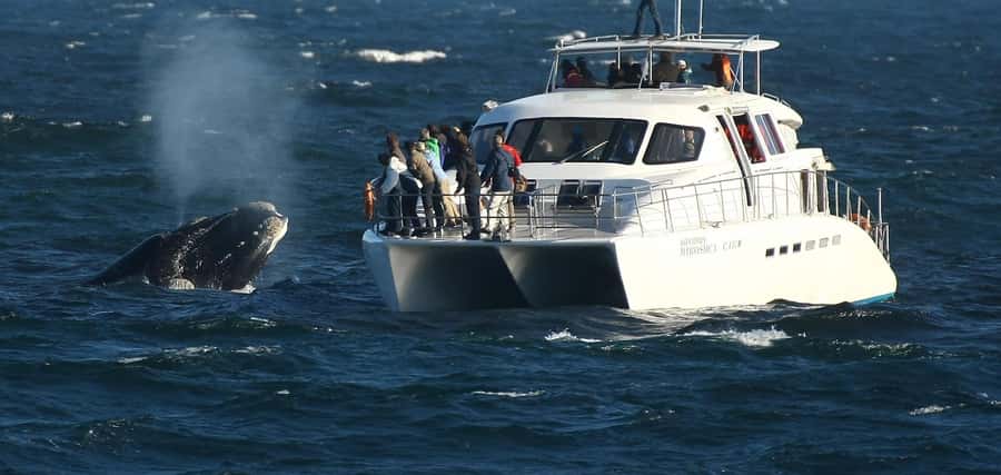 Hermanus: Whale and Dolphin Watching Boat Trip - What whales and dolphins you might spot (and why “season” matters)