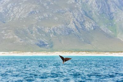 Hermanus: Whale and Dolphin Watching Boat Trip - The 2-hour catamaran ride: what the schedule feels like on the water