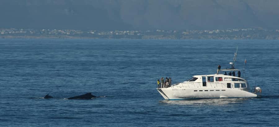 Hermanus: Whale and Dolphin Watching Boat Trip - Who should book this cruise in Hermanus, and who should skip it