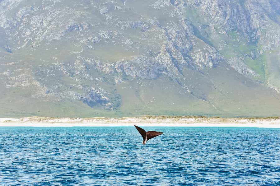 Hermanus: Whale and Dolphin Watching Boat Trip - The 2-hour catamaran ride: what the schedule feels like on the water