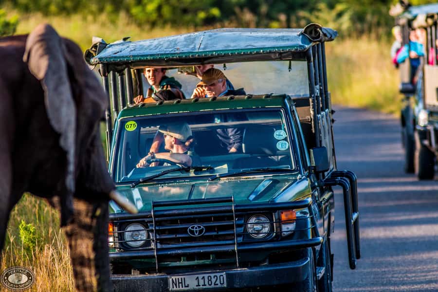Hluhluwe-Imfolozi: Big 5 Full or Half-Day Safari - Why Hluhluwe–Imfolozi Feels Like a Real Safari, Not a Drive-by
