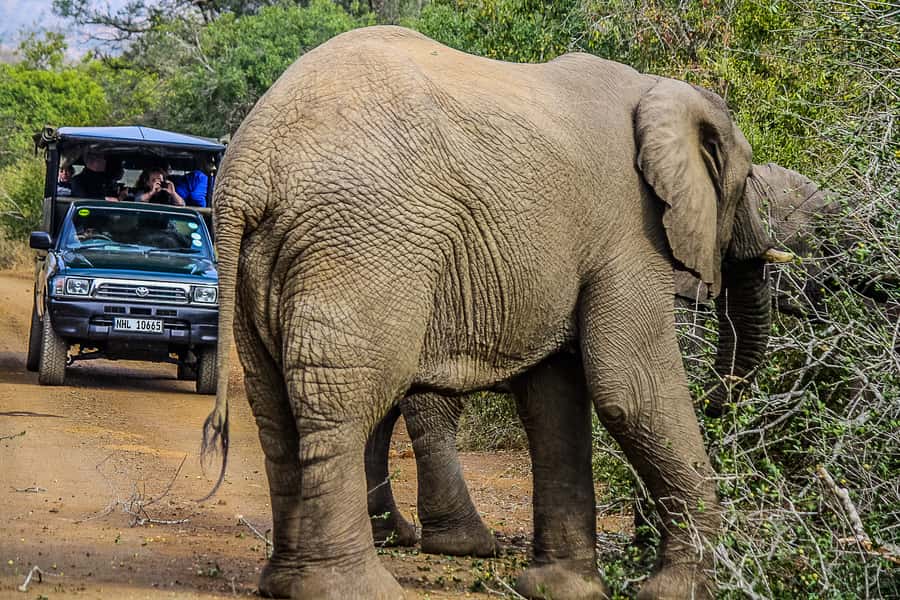 Hluhluwe-Imfolozi: Big 5 Full or Half-Day Safari - Price and Value: What $87 Really Buys You Here