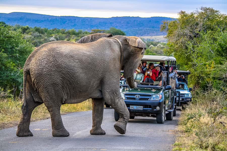 Hluhluwe-Imfolozi: Big 5 Full or Half-Day Safari - Getting There From St Lucia: 5:00 AM Pickup and Nyalazi Gate Timing