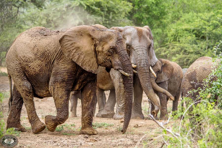 Hluhluwe-Imfolozi: Big 5 Full or Half-Day Safari - The Morning Start: Sunrise Drive and Bush Breakfast Before the Hunt for Animals