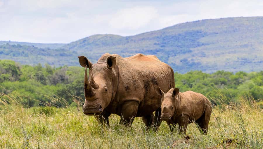 Hluhluwe-Imfolozi: Big 5 Full or Half-Day Safari - Big Five Focus, Plus Cheetahs and Wild Dogs Possibilities