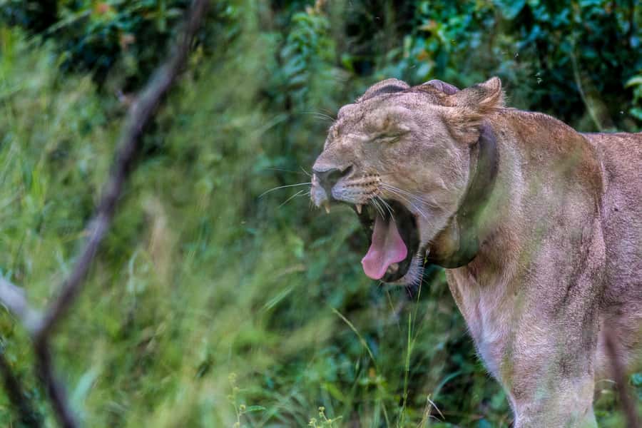 Hluhluwe-Imfolozi: Big 5 Full or Half-Day Safari - The Stories You Hear: King Shaka, Umfolozi Hunting Grounds, and Rhino Survival