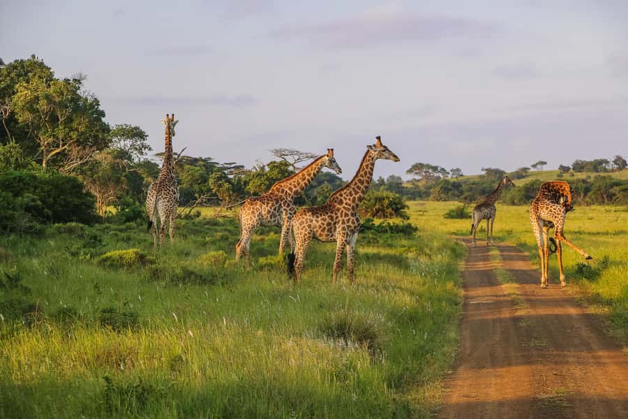 Hluhluwe-Imfolozi: Big 5 Full or Half-Day Safari - The Afternoon Game Drive: How the Ranger Makes the Day Pay Off