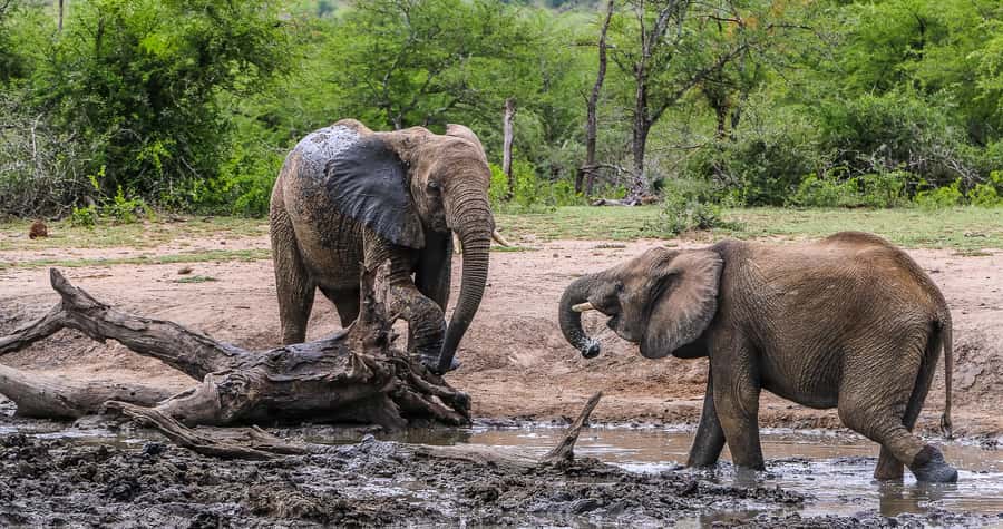 Hluhluwe-Imfolozi: Big 5 Full or Half-Day Safari - Ending the Safari: Drop-Off at Nyalazi Gate or Back to St Lucia