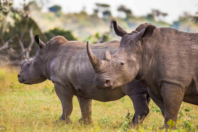 Hluhluwe-Imfolozi Park Full Day Big 5 Safari Tour - Sunrise starts: why 05:00 makes this safari better