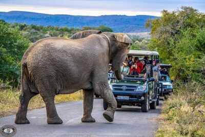 Hluhluwe-Imfolozi Park Full Day Big 5 Safari Tour - Getting to Nyalazi Gate: transport that keeps the day smooth