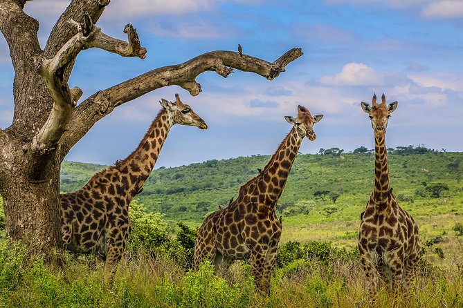 Hluhluwe-Imfolozi Park Full Day Big 5 Safari Tour - Inside the park: how the ranger-guided drive changes your whole experience