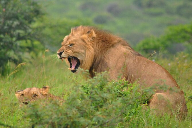 Hluhluwe-Imfolozi Park Full Day Big 5 Safari Tour - Lunch braai: classic South Africa food between sightings