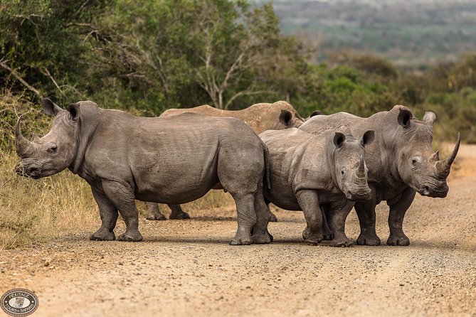 Hluhluwe-Imfolozi Park Full Day Big 5 Safari Tour - The rhino recovery story from the 1960s adds real meaning