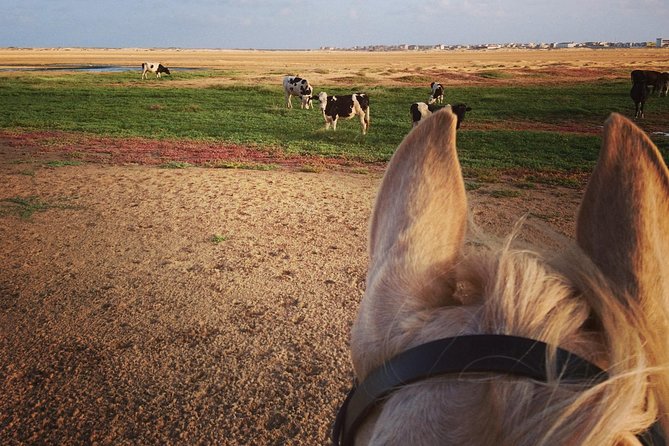 Horse Riding in Sal Island - Cabo Verde - Getting to Santa Marilha Stables in Botanical Gardens Viveiro