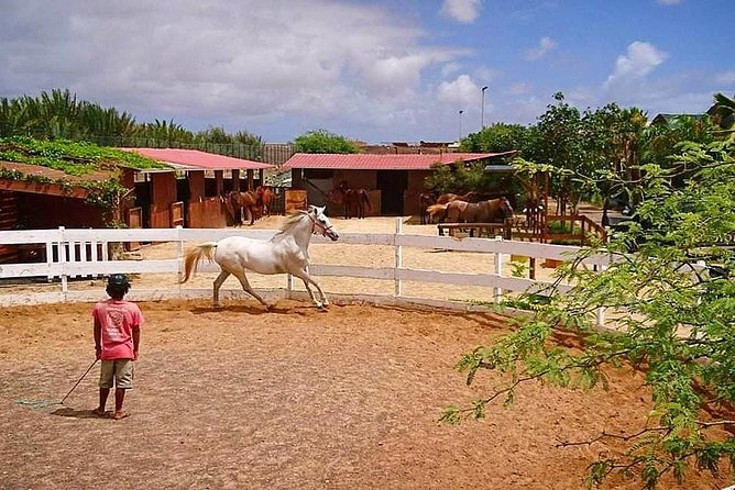 Horse Riding in Sal Island - Cabo Verde - The Big Salt Mines and Santa Maria Salt Flats: The Core Route