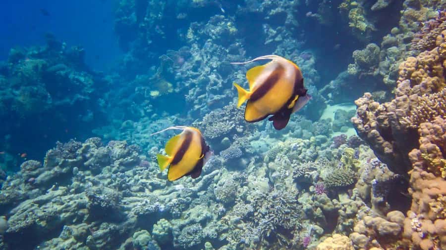 Hurghada: 3 Islands, Dolphins & Snorkel Yacht Trip w/ Lunch - Hotel pickup and getting to the harbor (the part that can make or break your day)