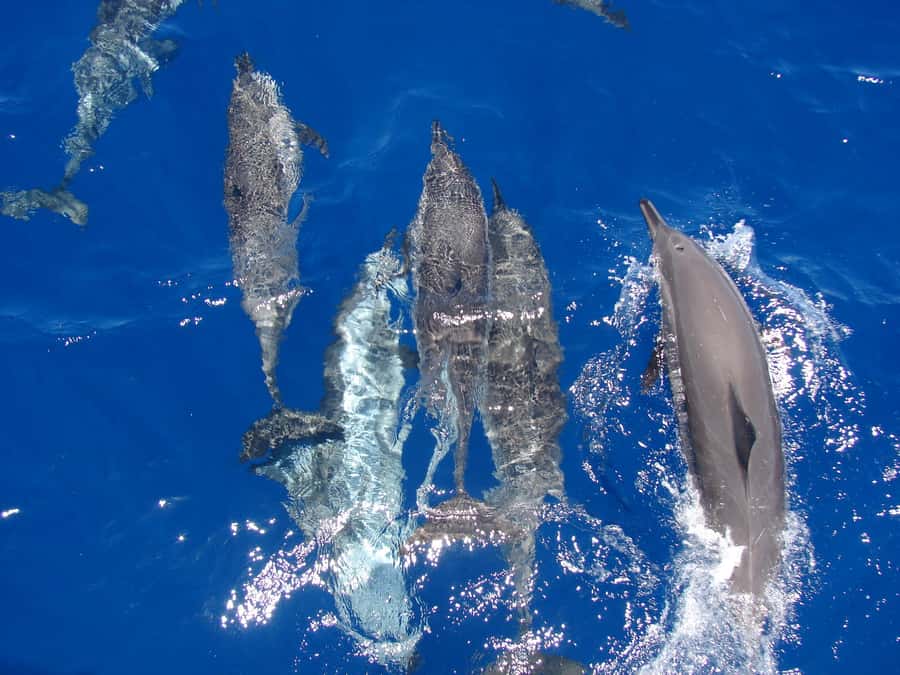 Hurghada: All-Inclusive Elite VIP Dolphin House & Massage - Key highlights you’ll actually care about