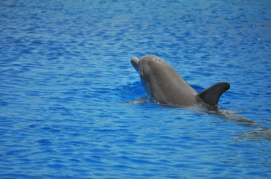 Hurghada: All-Inclusive Elite VIP Dolphin House & Massage - A VIP Dolphin House day trip that runs on real time, not wishful thinking