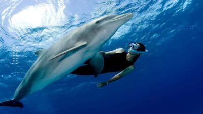 Hurghada: All-Inclusive Elite VIP Dolphin House & Massage - Pickup, breakfast on the yacht, and the morning run toward Dolphin House