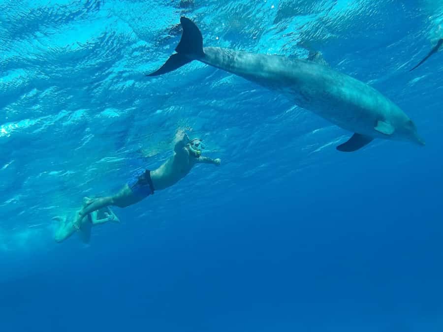 Hurghada: All-Inclusive Elite VIP Dolphin House & Massage - Guided snorkeling stops: coral reefs, instruction, and feeling safe in the water