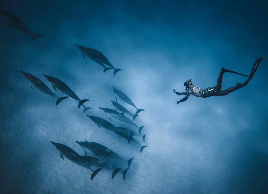 Hurghada: All-Inclusive Elite VIP Dolphin House & Massage - Price and value: where the $45 per person really lands