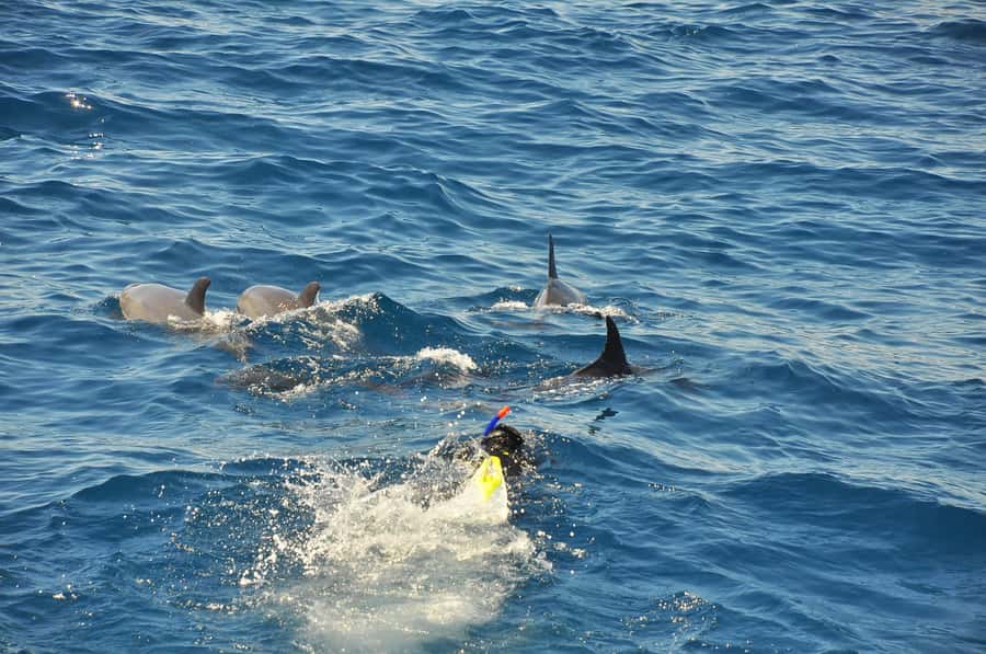 Hurghada: All-Inclusive Elite VIP Dolphin House & Massage - Who should book this Elite VIP dolphin and snorkeling combo