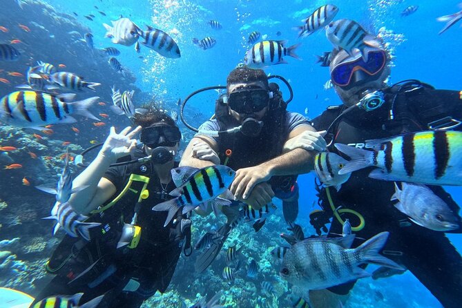 Hurghada Diving Adventure one Day with two Dives Boat Trip - Pickup and timing: why the 8:30am start matters