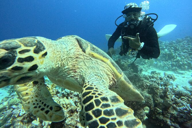 Hurghada Diving Adventure one Day with two Dives Boat Trip - Lunch on the boat: included comfort, not an afterthought